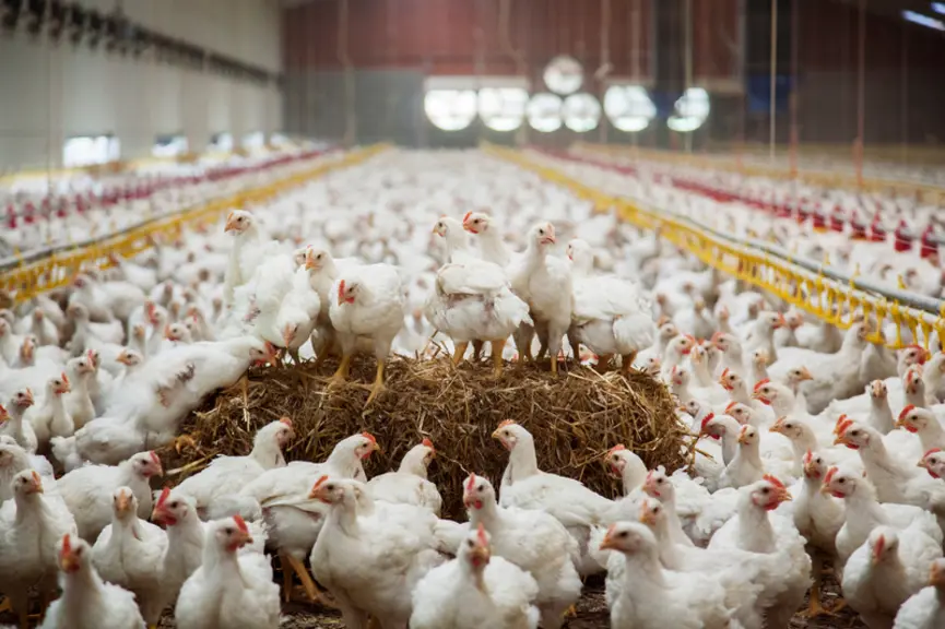 Poulets JA787 aux Pays-Bas.
