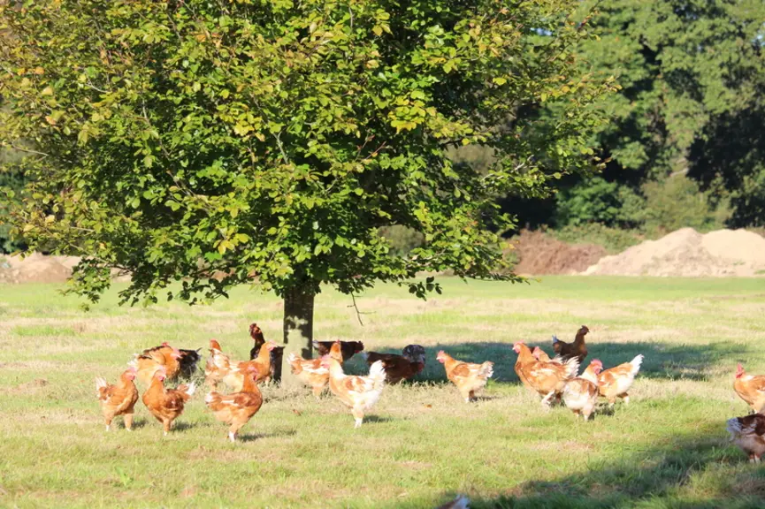 Poulets label Rouge de souche JA 657 en France. L'objectif des ONG européennes est de pousser le marché vers une montée en gamme qui existe déjà en Fr