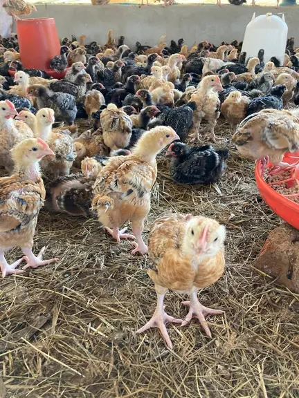 La génétique colorée et à croissance plus lente intéresse les débouchés fermiers des pays en développement où les consommateurs restent attachés à ces ...