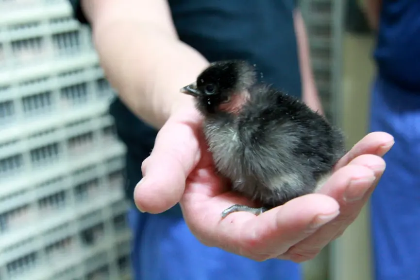 Un poussin cou nu noir S86N destiné au label rouge