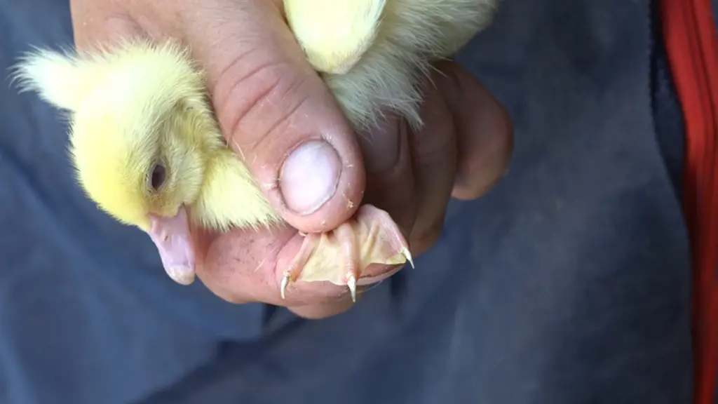 Un troisième couvoir va être équipé cette année du dispositif de traitement des griffes. 