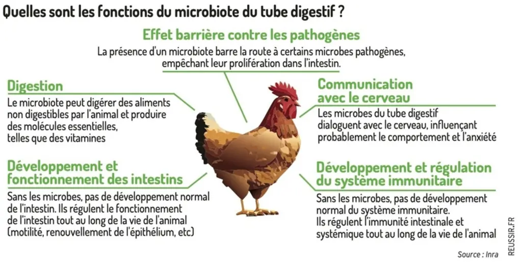 Recherche : Orienter le microbiote intestinal des volailles