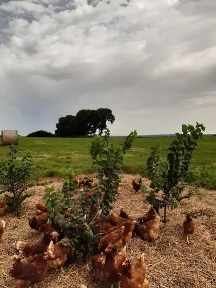 Les arbres en bosquets apporteront de l'ombre aux volailles.