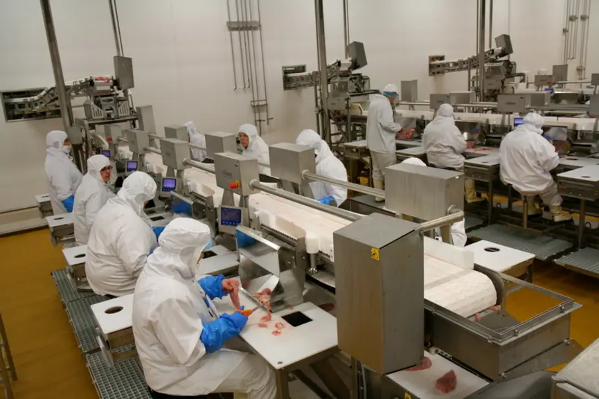 Parage aux ciseaux des filets de poulets lourds chez Boscher en Bretagne
