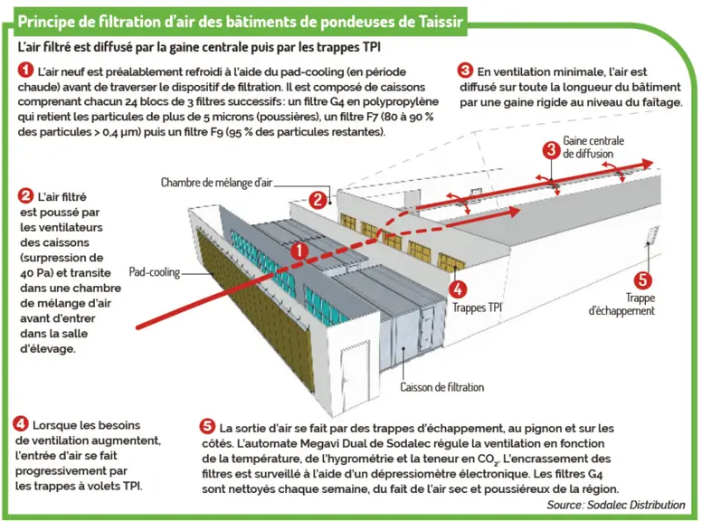 En Tunisie, des poules pondeuses sous air filtré