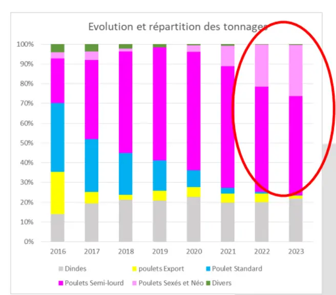 Depuis la fin de la période poulet "export", le tonnage poulet a repris des couleurs avec de plus gros calibres