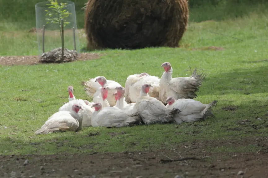 Après la dinde standard avec jardin d'hiver, la dinde avec parcours ?