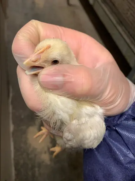 Une coloration bleue du bec ou du jabot témoigne d'une vaccination réussie.