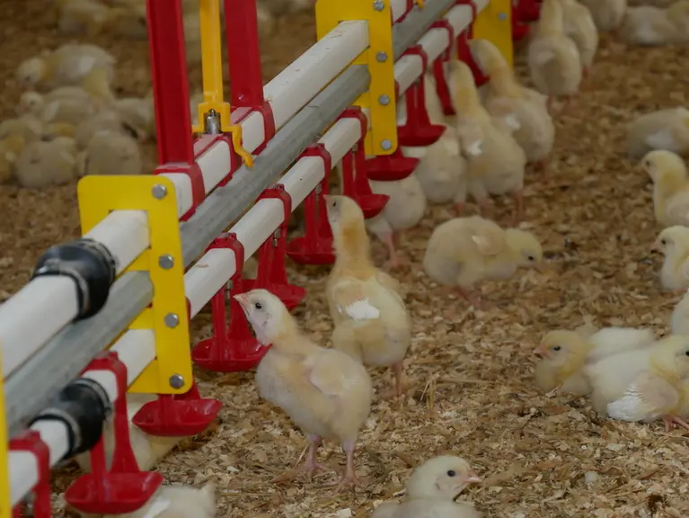 La ligne d'eau est à la bonne hauteur. Une ligne trop basse pousse le poussin à se contorsionner ou à boire sur le côté, avec le risque de gouttes tom