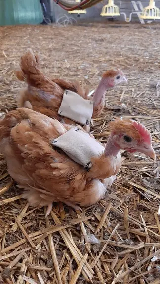 L’Inrae a équipé des poulets d’une puce RFID pour connaître quelle zone ils allaient fréquenter