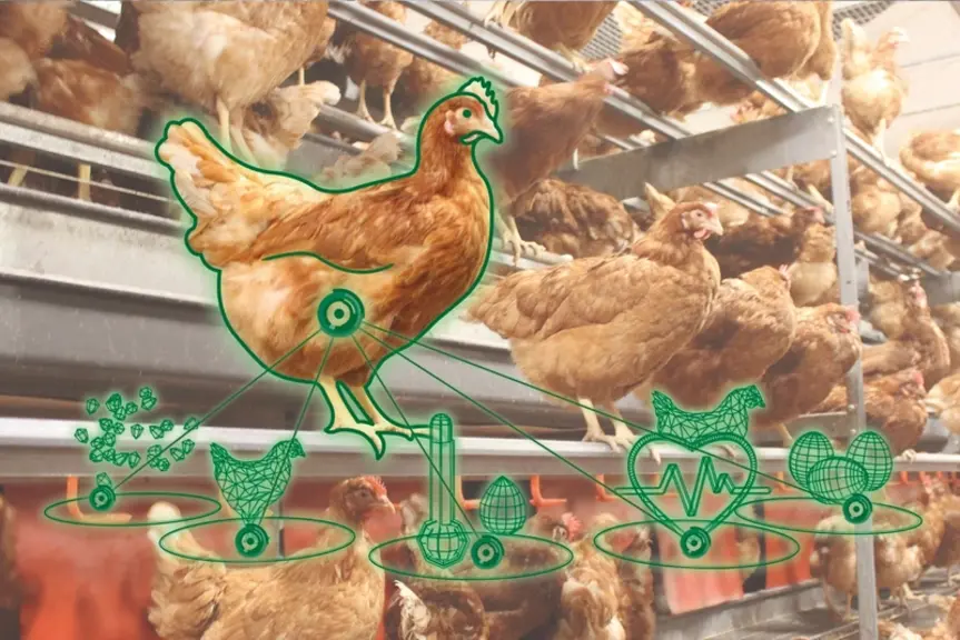 Meggsius Family réduit le temps de ramassage des œufs de 25%.