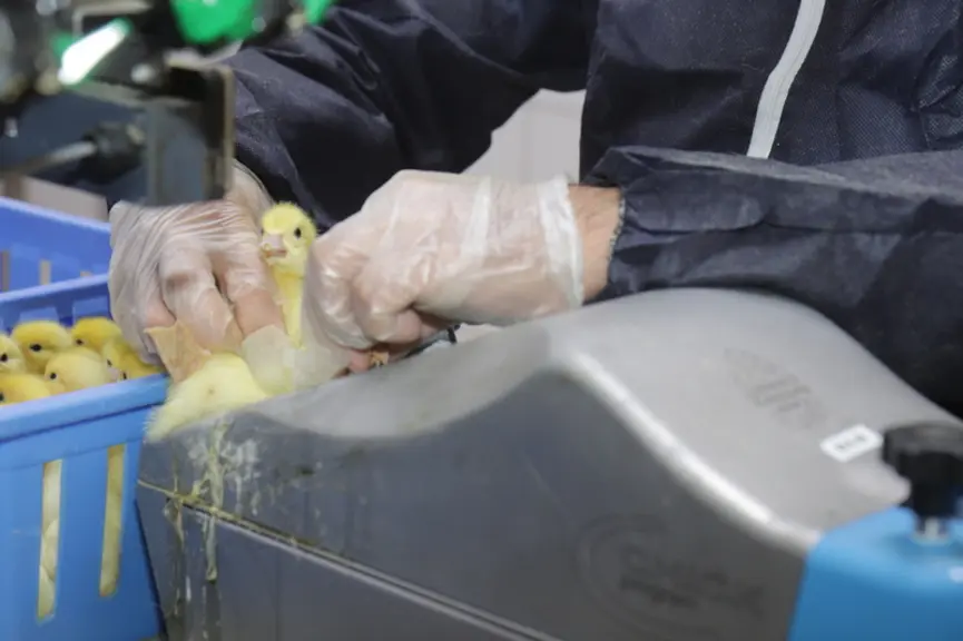 vaccination canard d'un jour au couvoir Soulard contre l'influenza aviaire