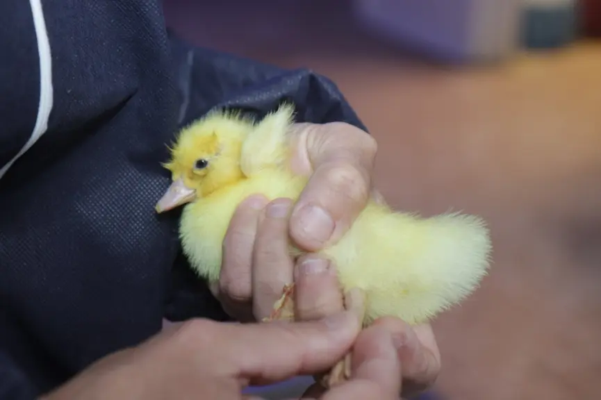 contrôle vaccination influenza aviaire sur un caneton de Barbarie