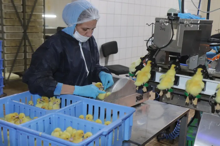 Au couvoir Soulard, 100% des canetons de Barbarie sont vaccinés depuis mai 2024 contre l’influenza aviaire.