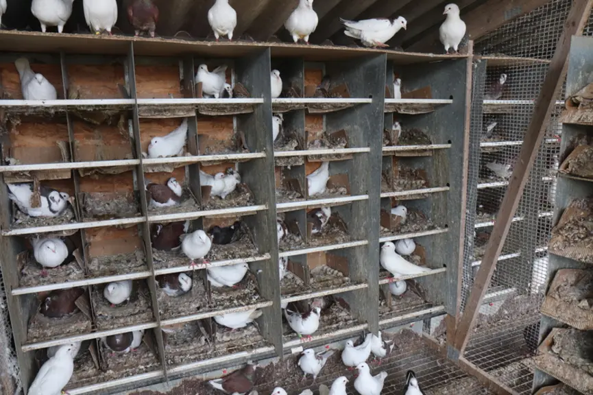 Avec un investissement relativement modéré, l’élevage de pigeons reproducteurs peut intéresser un public à la recherche d’une activité qui respecte la