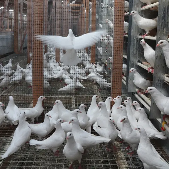Élevage des futurs reproducteurs. Les couples évoluent dans de grandes volières et se reproduisent à leur rythme. Incubé naturellement, le pigeonneau
