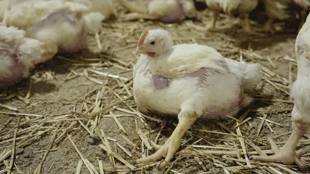 <em class="placeholder">Sanitaire : Endiguer les boiteries du poulet à E. cecorum</em>
