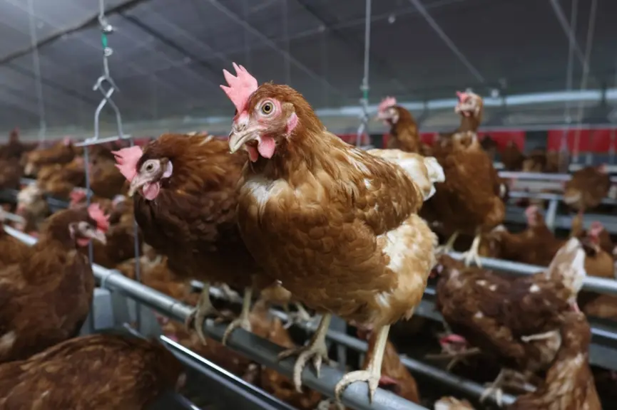 <em class="placeholder">La poule Novo Color est une poule génétiquement alourdie pour être plus résiliente.</em>