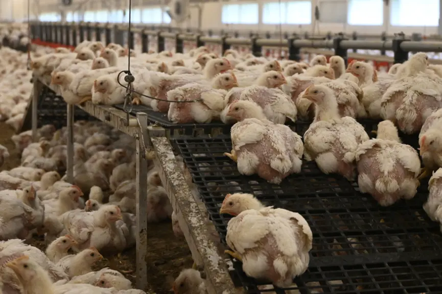 <em class="placeholder">Une plateforme permet aux poulets de se reposer en se sentant en sécurité et le relevage par treuil limite la manutention pour l’éleveur.</em>