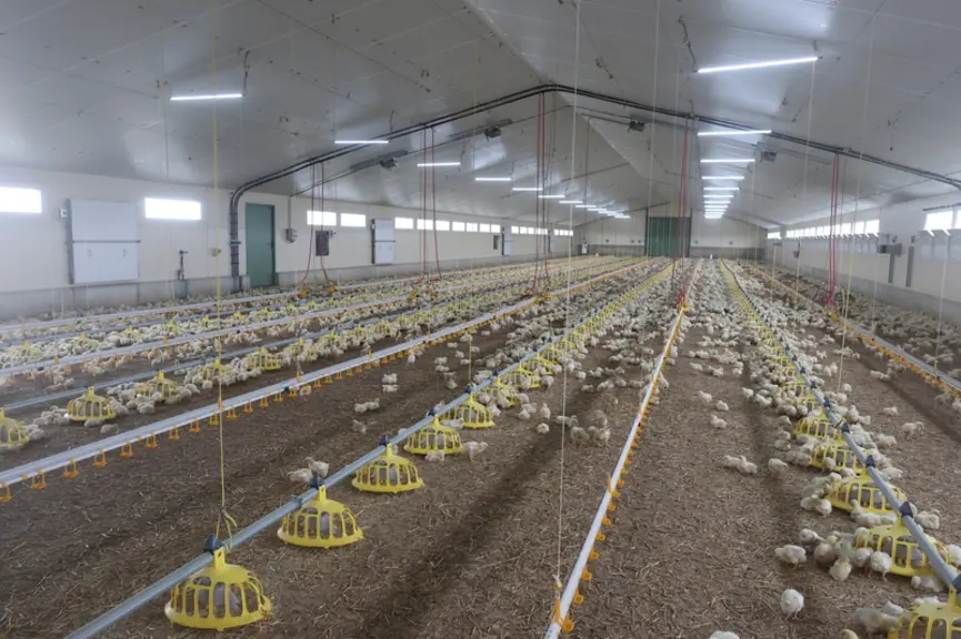 <em class="placeholder">Un poulailler Sérupa (assiettes Roxell, pipettes Lubing) de 1 350 m² à ventilation transversale, bien différent du tunnel Duc historique qui n’est plus adapté au ...</em>