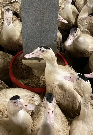 Le phénomène de picage était limité à certaines cases de 40 animaux, d’autres étant complètement indemnes de picage.