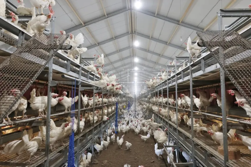 Abritant trois rangées de volières, le poulailler de 25 m de large culmine à 10 mètres
