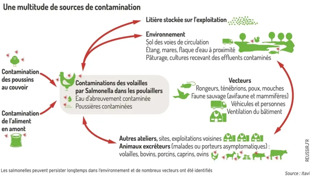 <em class="placeholder">Graphique = Une multitude de sources de contaminationLes salmonelles peuvent persister longtemps dans l’environnement et de nombreux vecteurs ont été identifiés</em>