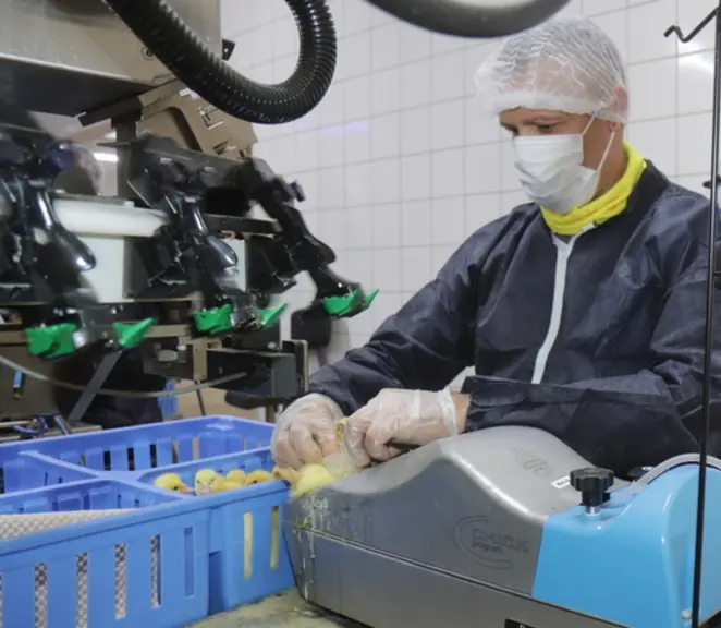 Vaccination mixte : « il est espéré un bilan en fin d'année », selon Ceva Santé animale France.