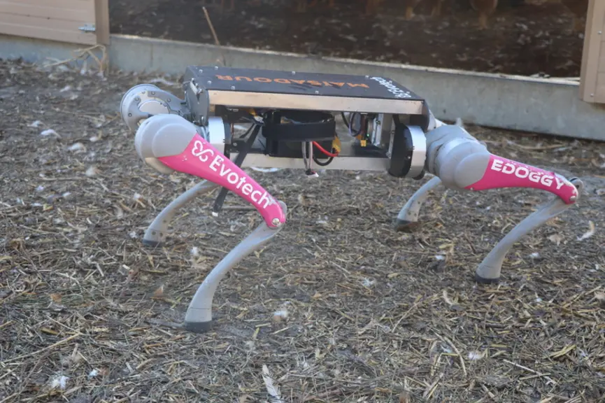 <em class="placeholder">E-doggy, un chien robot pour rentrer les volailles</em>