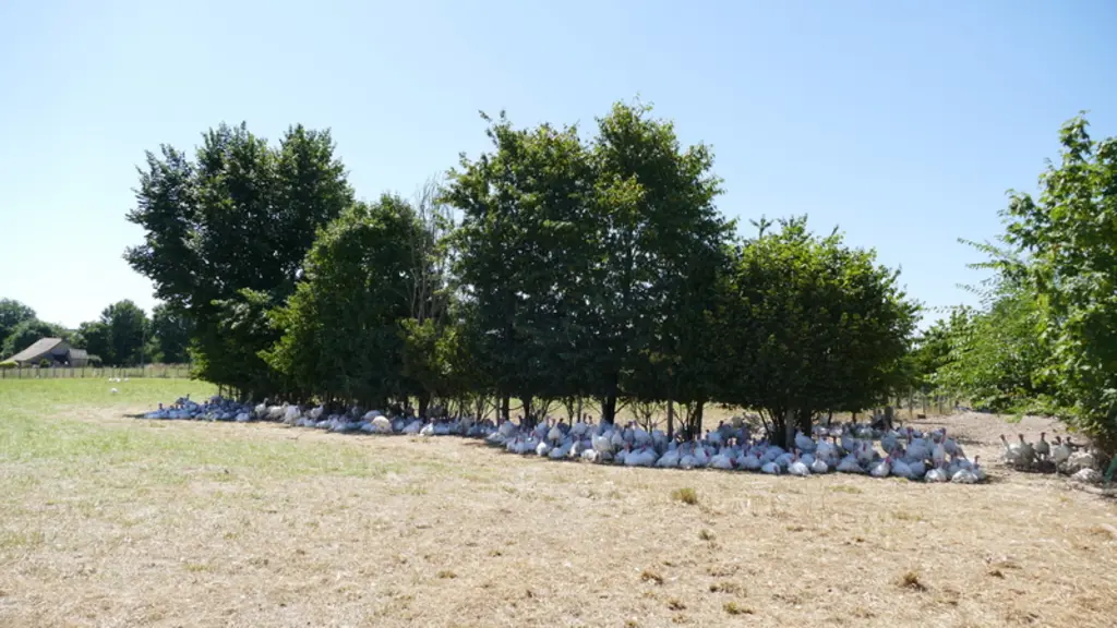 <em class="placeholder">Chaque jour, les volailles de Loué prouvent que les arbres sont essentiels à leur bien-être.</em>