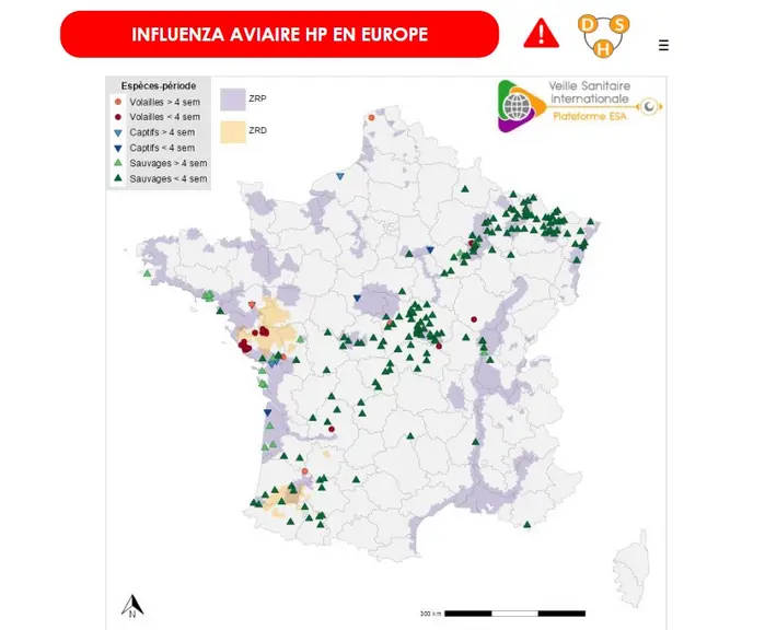 Localisation des foyers de «volailles», foyers chez les oiseaux captifs et cas sauvages d’IAHP détectés en France métropolitaine depuis ledébut de la saison2025-2026 et sur les quatre dernières semaines.Les zones à risque particulier (ZRP) et zones à risque de diffusion (ZRD) sont représentées respectivement en violet et jaune sur le fond de carte (source:Commission européenne ADIS le 17/11/2025