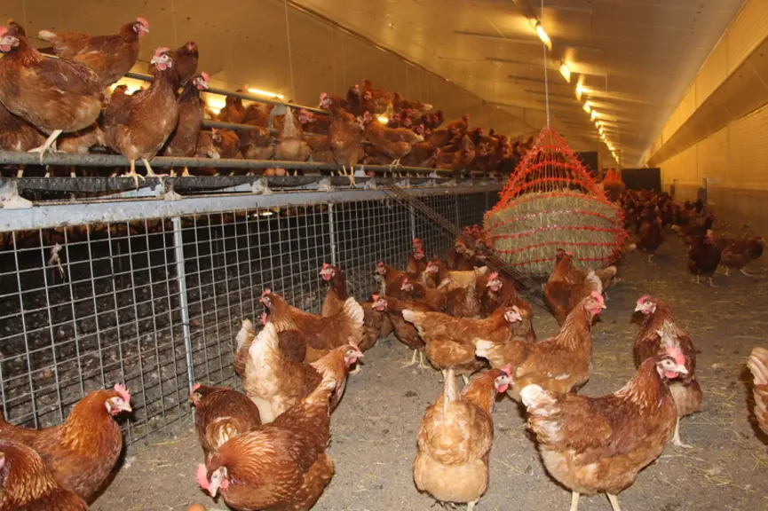 <em class="placeholder">Les poules arrivent à 18 semaines à la ferme de La Vieille Aire et y restent 54 semaines.</em>