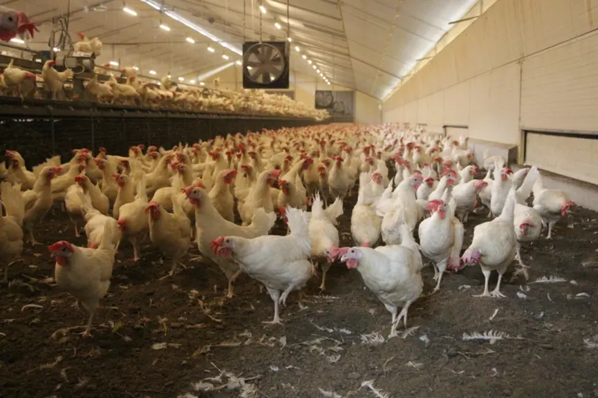 <em class="placeholder">poules pondeuses blanches dans poulailler avec caillebotis au sol </em>