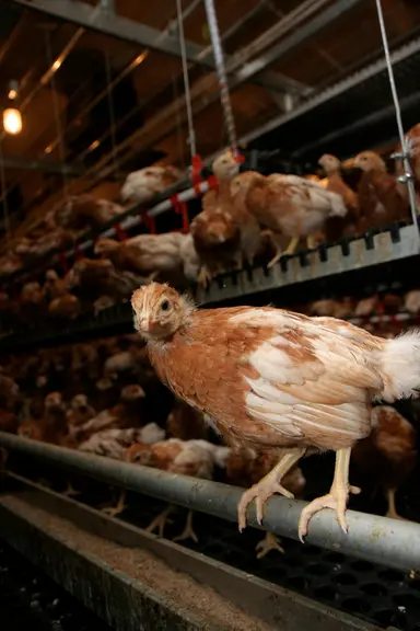 <em class="placeholder">La carrière de la poule se joue dès la mise en place de ses organes digestifs, de son squelette et de son système immunitaire. </em>