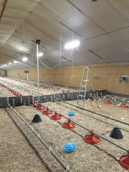 L’observation du comportement des poulets s’est faite grâce à la captation d’images par une caméra infrarouge sur la zone de c