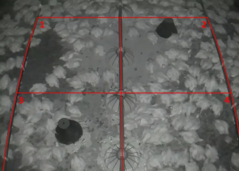<em class="placeholder">La part de poulets avec un comportement de toilettage durant la nuit était bien plus élevé dans le lot infesté entre 21 et 26 jours. </em>