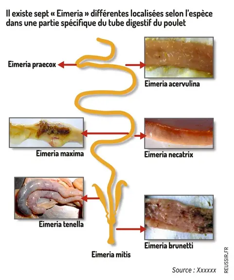 Graphique = Il existe sept « Eimeria » différentes localisées selon l’espèce dans une partie spécifique du tube digestif du po