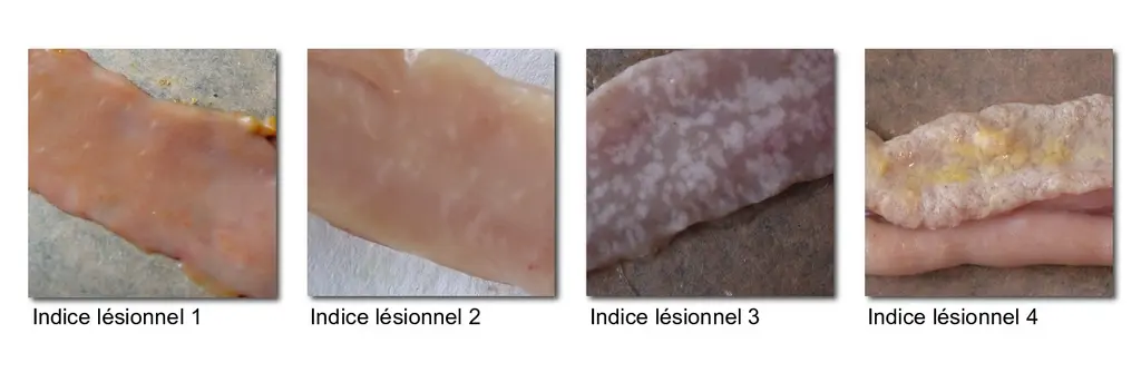 indices.lésionnels.coccidiose