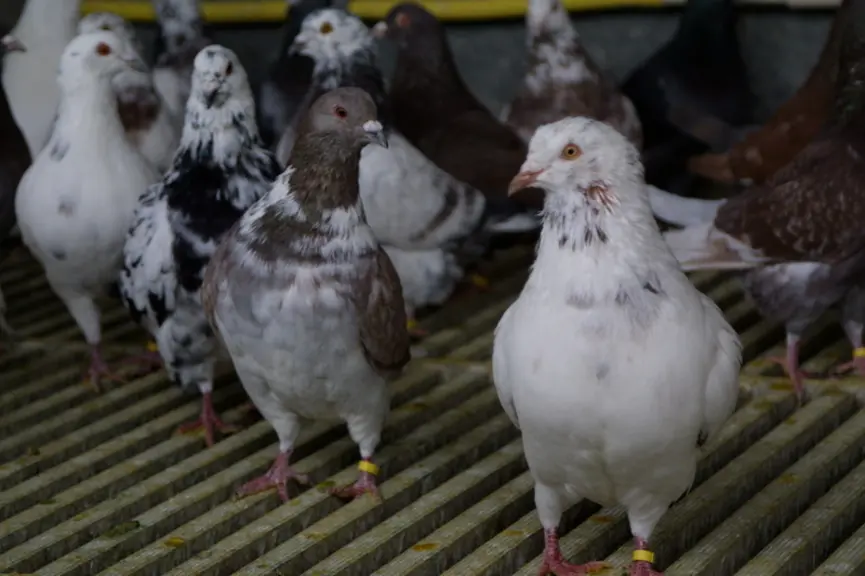 gros plan de pigeons - visite élevage de pigeons de chair Maine et Loire