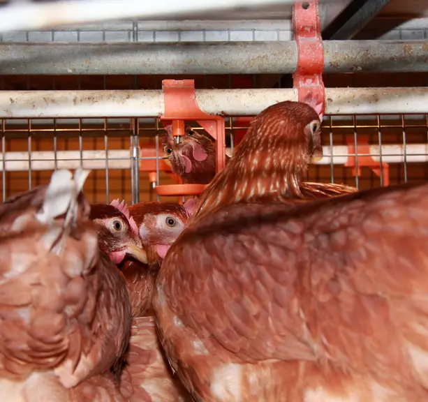 5. L’éleveur vérifie le comportement de ses poulettes et s’assure qu’elles ont accès aux pipettes. Il contrôle également leur