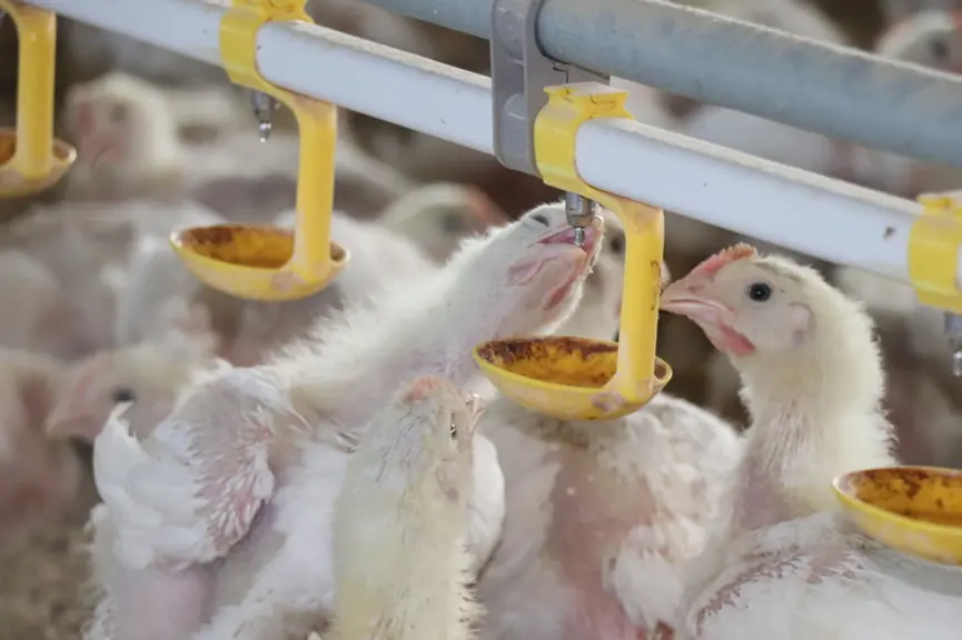 poulet de chair en situation d'abreuvement avec des pipiettes