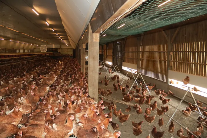 Intérieur bâtiment poules pondeuses