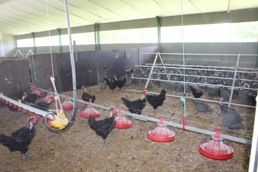 Les poulets et pintades sont élevées ensemble. Les pintades stimulent les poussins au démarrage. Puis les poulets mélangés aux