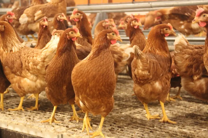 En 2025, la France a déclaré 212 foyers de salmonelles en pondeuses œufs de consommation, soit une prévalence de 2,95 %.