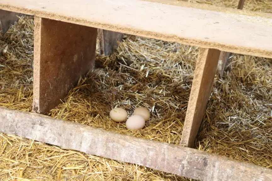 <em class="placeholder">Trois œufs de canards mulards dans un nichoir sur aire paillée</em>