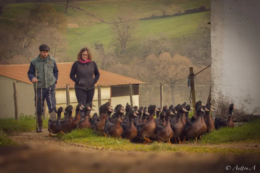 <em class="placeholder">Sabrina Larzabal et Julen Perez et leurs canards mulards Kriaxera</em>