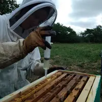 Ruchette traitée par un dégouttement d’Api-bioxal. L’efficacité du traitement est augmentée de 4 à 8 % en absence de couvain.