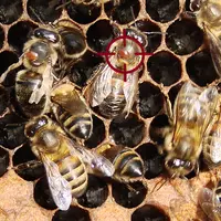 L’enjeu, pour passer des conditions contrôlées du laboratoire à la complexité d’une colonie d’abeilles est de parvenir à détruire les varroas sans aff