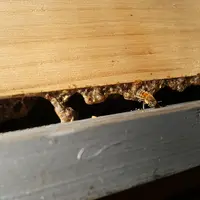 On voit ici l'entrée de la ruche qui est propolisée. Il est possible de récolter cette propolis par grattage.