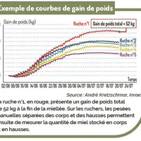 Les facteurs de réussite de la production de miel de lavande en Provence